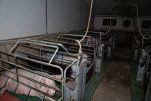 Looking across farrowing room - Captured at Brownlow Piggery - Breeder Site, Brownlow SA Australia.