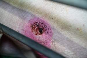 Sow with pressure sore in farrowing crate - Captured at Brownlow Piggery - Breeder Site, Brownlow SA Australia.