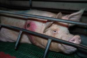 Sow with pressure sore in farrowing crate - Captured at Brownlow Piggery - Breeder Site, Brownlow SA Australia.