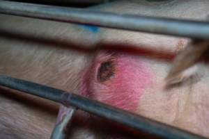 Sow with pressure sore in farrowing crate - Captured at Brownlow Piggery - Breeder Site, Brownlow SA Australia.
