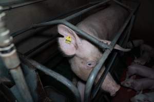Sow in farrowing crate - Captured at Brownlow Piggery - Breeder Site, Brownlow SA Australia.