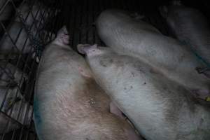 Sows in group pen - Captured at Brownlow Piggery - Breeder Site, Brownlow SA Australia.