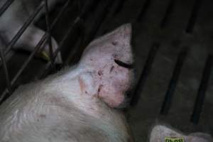 Sow's ear with notch and scratches - Captured at Brownlow Piggery - Breeder Site, Brownlow SA Australia.