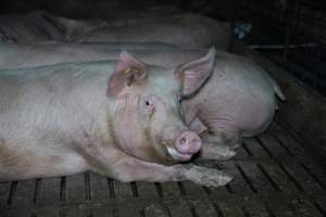 Sows in group pen - Captured at Brownlow Piggery - Breeder Site, Brownlow SA Australia.