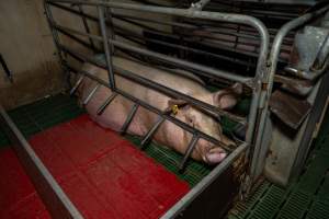 Sow in farrowing crate - Captured at Brownlow Piggery - Breeder Site, Brownlow SA Australia.