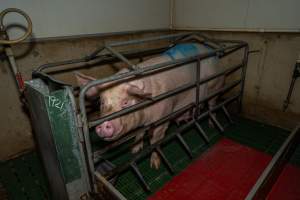 Sow in farrowing crate - Captured at Brownlow Piggery - Breeder Site, Brownlow SA Australia.