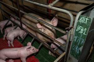 Sow with piglets in farrowing crate - Captured at Brownlow Piggery - Breeder Site, Brownlow SA Australia.