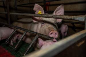Sow with piglets in farrowing crate - Captured at Brownlow Piggery - Breeder Site, Brownlow SA Australia.