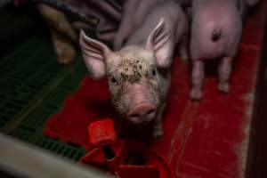 Curious piglet in farrowing crate - Captured at Brownlow Piggery - Breeder Site, Brownlow SA Australia.