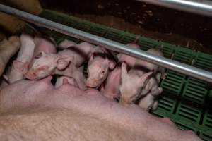 Piglets nursing from their mother in farrowing crate - Captured at Brownlow Piggery - Breeder Site, Brownlow SA Australia.