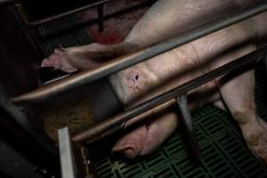 Sow lying down in farrowing crate - Captured at Brownlow Piggery - Breeder Site, Brownlow SA Australia.