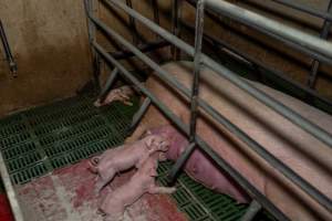 Dead piglet behind sow in farrowing crate - Captured at Brownlow Piggery - Breeder Site, Brownlow SA Australia.