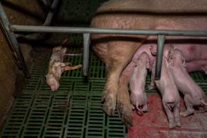 Dead piglet behind sow in farrowing crate - Captured at Brownlow Piggery - Breeder Site, Brownlow SA Australia.
