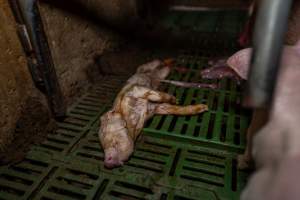 Dead piglet behind sow in farrowing crate - Captured at Brownlow Piggery - Breeder Site, Brownlow SA Australia.