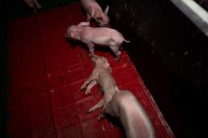 Dead piglet in farrowing crate - Captured at Brownlow Piggery - Breeder Site, Brownlow SA Australia.