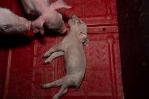 Dead piglet in farrowing crate - Captured at Brownlow Piggery - Breeder Site, Brownlow SA Australia.