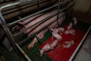Dead piglet in farrowing crate - Captured at Brownlow Piggery - Breeder Site, Brownlow SA Australia.