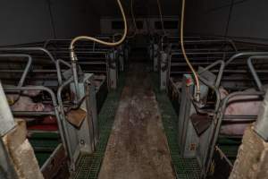 Looking down aisle of farrowing room - Captured at Brownlow Piggery - Breeder Site, Brownlow SA Australia.