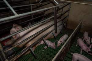 Dead piglet in farrowing crate - Likely died from overlay - Captured at Brownlow Piggery - Breeder Site, Brownlow SA Australia.