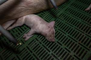 Dead piglet in farrowing crate - Likely died from overlay - Captured at Brownlow Piggery - Breeder Site, Brownlow SA Australia.