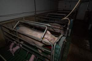 Row of farrowing crates - Captured at Brownlow Piggery - Breeder Site, Brownlow SA Australia.