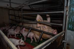Sow with piglets in farrowing crate - Captured at Brownlow Piggery - Breeder Site, Brownlow SA Australia.