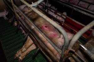 Sow with pressure sore in farrowing crate - Captured at Brownlow Piggery - Breeder Site, Brownlow SA Australia.
