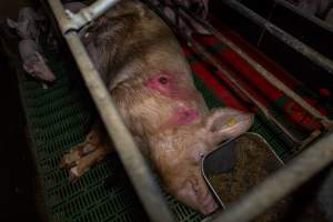 Sow with pressure sore in farrowing crate - Captured at Brownlow Piggery - Breeder Site, Brownlow SA Australia.