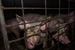 Grower pigs - Captured at Brownlow Piggery - Grower Site, Brownlow SA Australia.