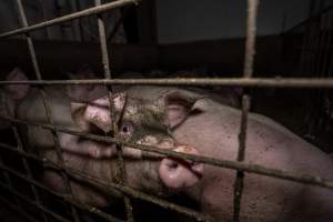 Grower pigs - Captured at Brownlow Piggery - Grower Site, Brownlow SA Australia.