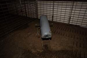 Semen collection bench - Captured at Brownlow Piggery - Breeder Site, Brownlow SA Australia.