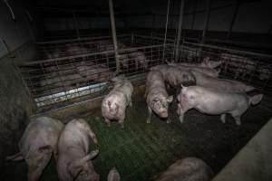 Grower pigs - Captured at Brownlow Piggery - Grower Site, Brownlow SA Australia.