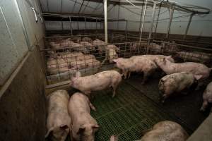Grower pigs - Captured at Brownlow Piggery - Grower Site, Brownlow SA Australia.