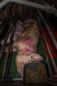 Sow with pressure sore in farrowing crate - Captured at Brownlow Piggery - Breeder Site, Brownlow SA Australia.