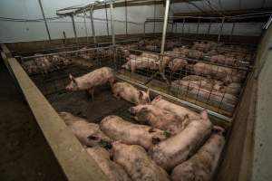 Grower pigs - Captured at Brownlow Piggery - Grower Site, Brownlow SA Australia.