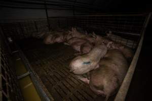 Sows in group pen - Captured at Brownlow Piggery - Breeder Site, Brownlow SA Australia.