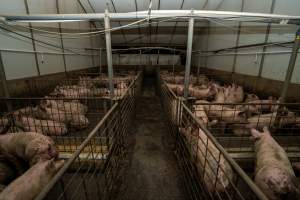 Grower pigs - Captured at Brownlow Piggery - Grower Site, Brownlow SA Australia.