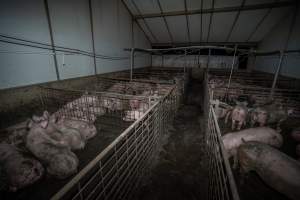 Grower pigs - Captured at Brownlow Piggery - Grower Site, Brownlow SA Australia.