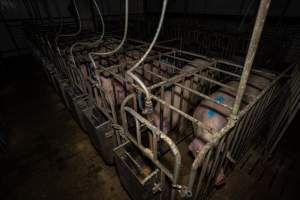 Sows in sow stalls - Captured at Brownlow Piggery - Breeder Site, Brownlow SA Australia.