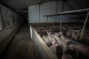 Grower pigs - Captured at Brownlow Piggery - Grower Site, Brownlow SA Australia.