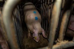 Sow in sow stall - Captured at Brownlow Piggery - Breeder Site, Brownlow SA Australia.
