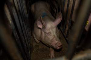 Sow in sow stall - Captured at Brownlow Piggery - Breeder Site, Brownlow SA Australia.