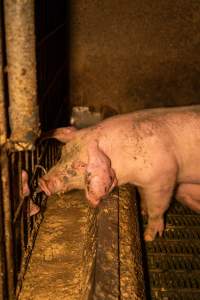 Grower pigs - Captured at Brownlow Piggery - Grower Site, Brownlow SA Australia.