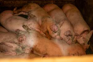 Grower pigs - Captured at Brownlow Piggery - Grower Site, Brownlow SA Australia.