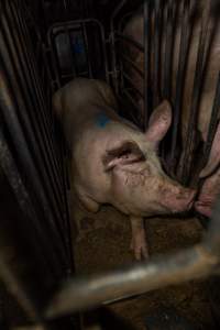Sow in sow stall - Captured at Brownlow Piggery - Breeder Site, Brownlow SA Australia.