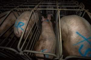 Sows in sow stalls - Captured at Brownlow Piggery - Breeder Site, Brownlow SA Australia.