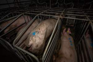 Sows in sow stalls - Captured at Brownlow Piggery - Breeder Site, Brownlow SA Australia.