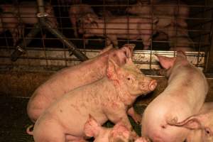 Grower pigs - Captured at Brownlow Piggery - Grower Site, Brownlow SA Australia.