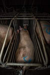 Sows in sow stalls - Captured at Brownlow Piggery - Breeder Site, Brownlow SA Australia.