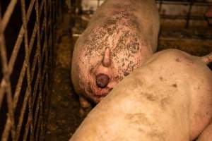 Grower pig with an anal prolapse - Captured at Brownlow Piggery - Grower Site, Brownlow SA Australia.
